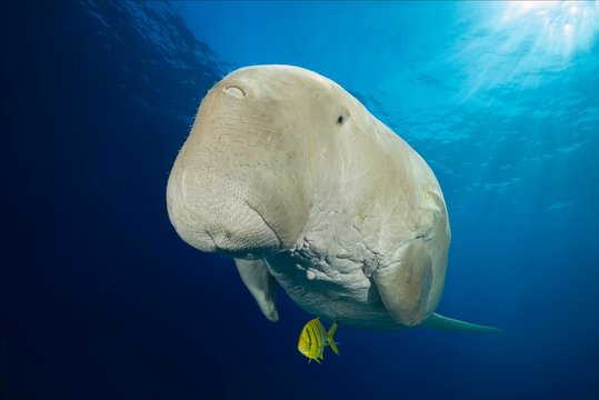 Dugong (Dugong dugon) with Golden Trevally (Gnathanodon speciosus) under water surface, Red Sea, Hermes Bay, Marsa Alam, Egypt, Africa