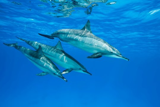Spinner Dolphins (Stenella longirostris), female with two teeny dolphins swim in the blue water reflecting off the surface, Red Sea, Sataya Reef, Marsa Alam, Egypt, Africa