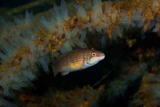 Corkwing wrasse or Gilt-head (Symphodus melops) swim near colony of Transparent sea squirt or Yellow Sea Squirt (Ciona intestinalis), Norwegian Sea, Northern Atlantic, Norway, Europe