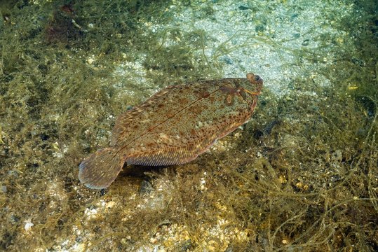 Lemon sole (Microstomus kitt) swim over the seaweed, Norwegian Sea, Northern Atlantic, Norway, Europe