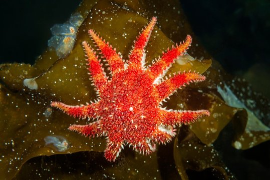 Snowflake Star or Common Sun Star (Crossaster papposus) on laminaria, Norwegian Sea, Northern Atlantic, Norway, Europe