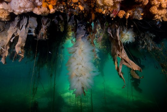 Colony of Transparent sea squirts or Yellow Sea Squirts (Ciona intestinalis), Hanging Gardens of Aegir, Norwegian Sea, Northern Atlantic, Norway, Europe
