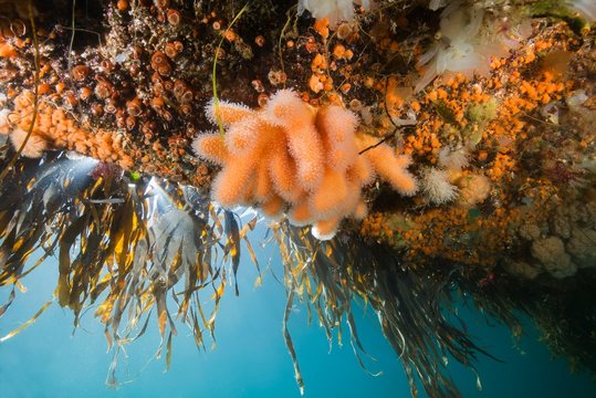 Dead man's fingers(Alcyonium digitatum) and Clonal Plumose Anemones (Metridium senile), Hanging Gardens of Aegir, Norwegian Sea, Northern Atlantic, Norway, Europe