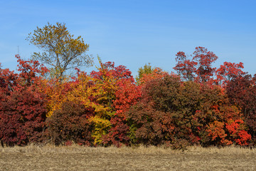 Naklejka premium Colorful autumn trees under blue sky