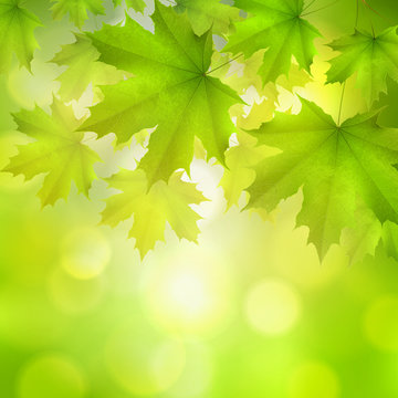 Natural green square background with maple leaves snd tree branches, vector summer spring background