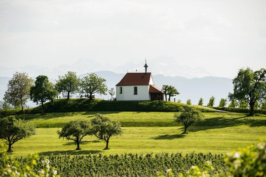Flowering apple orchard, Antonius chapel, Selmnau, near Wasserburg, Lake Constance, Swabia, Bavaria, Germany, Europe