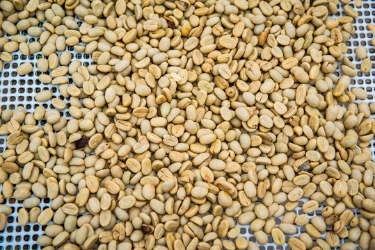 Coffee beans left to dry, Roca Bem Posta, Sao Tome and Principe
