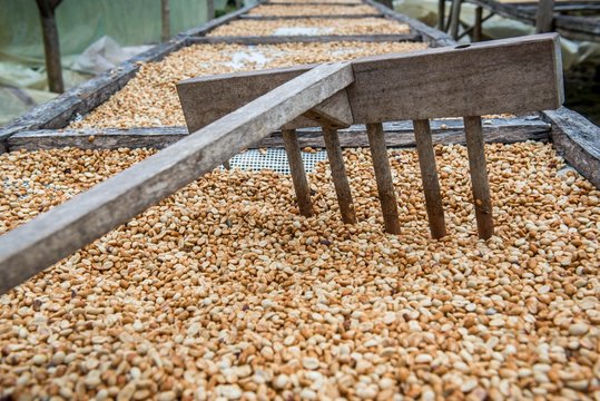 Coffee beans left to dry, Roca Bem Posta, Sao Tome and Principe