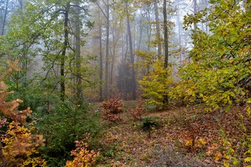 Forest in autumn with fog