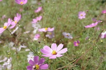 コスモス
