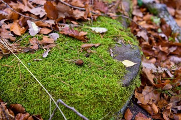 Closeup stone with moss