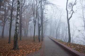 Autumn forest mist landscape. Forest fog trees silhouette in autumn. Autumn forest fog trees background. Forest mist trees autumn
