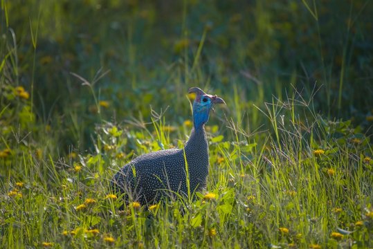 Helmeted guineafowl (Numida meleagris), seeking forage in tall grass, Etosha National Park, Namibia, Africa