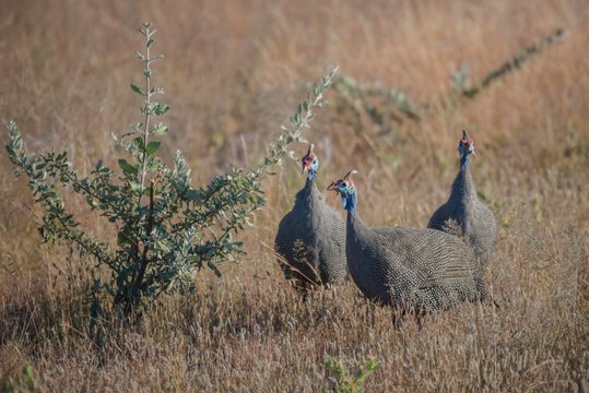 Helmeted guineafowls (Numida meleagris), seeking forage in tall grass, Etosha National Park, Namibia, Africa