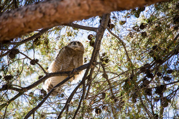great horned owl on tree
