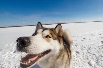 Fuuny close up portrait of Alaskan Malamute in winter park