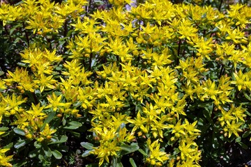 Yellow flowering Stonecrop (Sedum), also , Baden-Wurttemberg, Germany, Europe