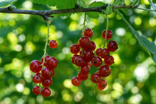 Redcurrants (Ribes), Dossenheim, Baden-Wurttemberg, Germany, Europe