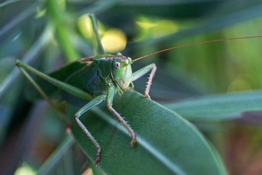 Grasshopper, Great green bush cricket (Tettigonia viridissima) sits on a Oleander leaf (Nerium oleander), Baden-Wurttemberg, Germany, Europe