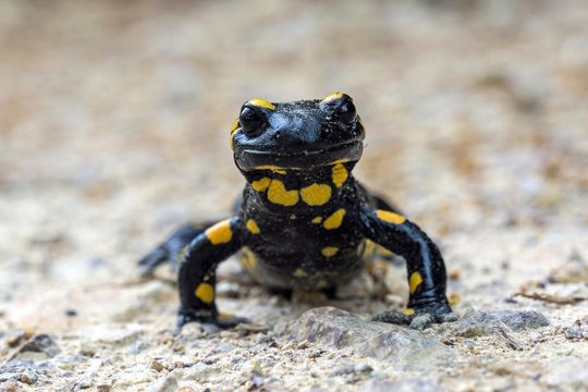 Fire salamander (Salamandra salamandra), Baden-Wurttemberg, Germany, Europe