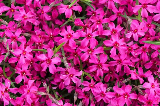 Creeping Phlox (Phlox subulata), also moss phlox, pink, Baden-Wurttemberg, Germany, Europe