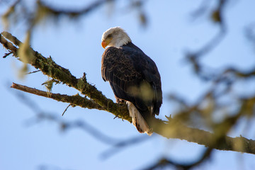 Bald Eagle in tree