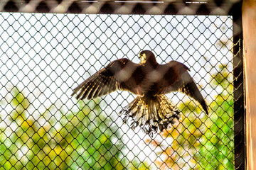 bird in a cage in summer