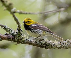 Fototapeta premium Black-throated Green Warbler