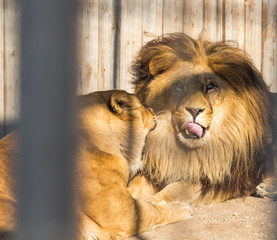the lion is resting after dinner