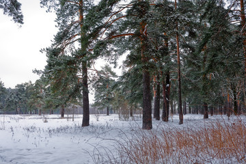 Obraz premium Pine forest, winter