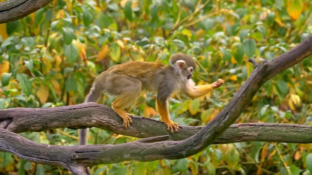 Common squirrel monkey (Saimiri sciureus) catching flies