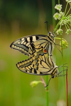Swallowtail (Papilio machaon) during mating, Konigsbrunner Heide, Augsburg, Swabia, Bavaria, Germany, Europe