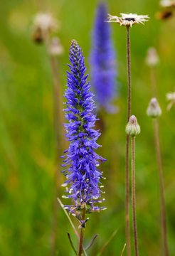Spiked speedwell (Veronica spicata), Konigsbrunner Heide, Augsburg, Bavaria, Germany, Europe