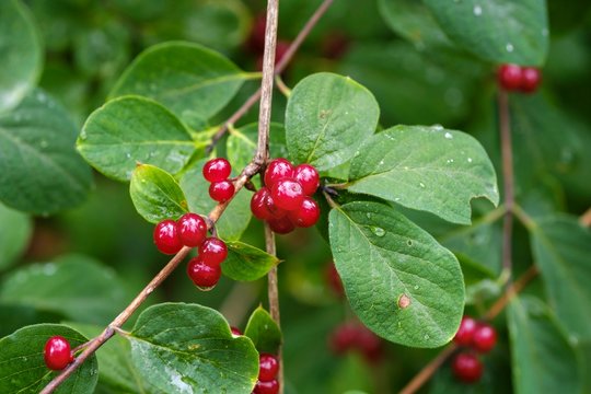 Fly honeysuckle (Lonicera xylosteum), fruits, Bavaria, Germany, Europe