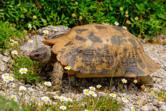 Hermann's tortoise (Testudo hermanni), Himara, Qark Vlora, Albania, Europe
