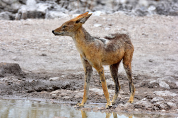 Schakal am Wasserloch im Etosha National Park Namibia