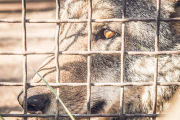 wolf in a cage close-up © andrey2017