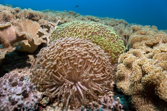 Goniopora (Goniopora columna), framed by leather corals (Ellisella sp.), Daymaniyat Islands Nature Reserve, Khawr Suwasi, Al-Batina Province, Indian Ocean, Sultanate of Oman