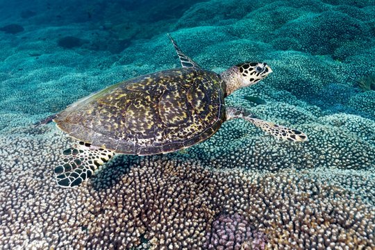 Hawksbill sea turtle (Eretmochelys imbricata), floats over Coral Reef, Daymaniyat Islands Nature Reserve, Indian Ocean, Khawr Suwasi, Al-Batina Province, Oman, Asia