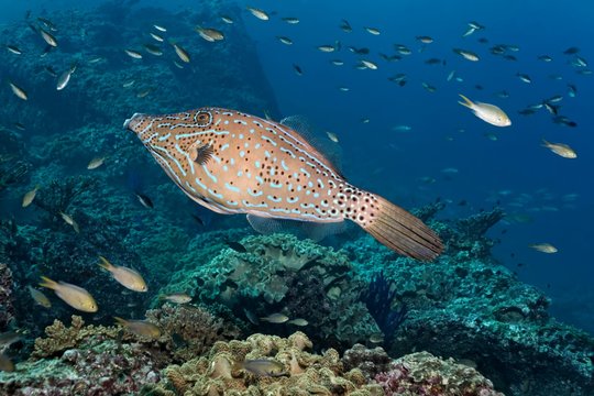 Scrawled filefish (Aluterus scriptus) floats over coral reef, various Damselfish (Pomacentridae), Daymaniyat Islands nature reserve, Indian Ocean, Khawr Suwasi, Al-Batina province, Oman, Asia