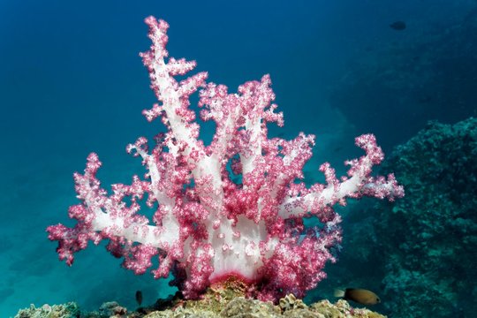 Klunzinger's soft coral (Dendronephtyha klunzingeri), on reef top, Daymaniyat Islands nature reserve, Indian Ocean, Khawr Suwasi, Al-Batina province, Oman, Asia