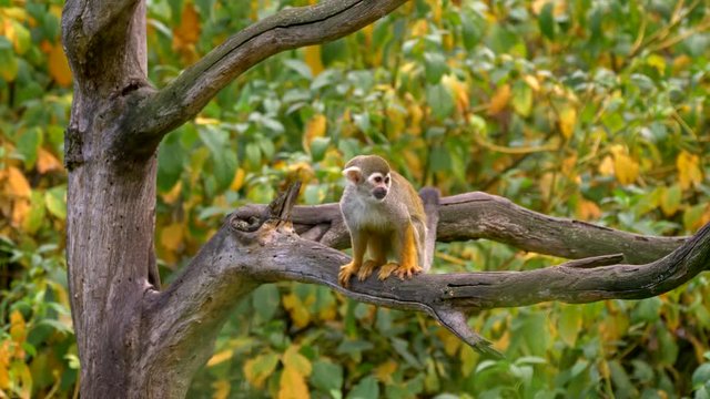 Common squirrel monkey catching flies