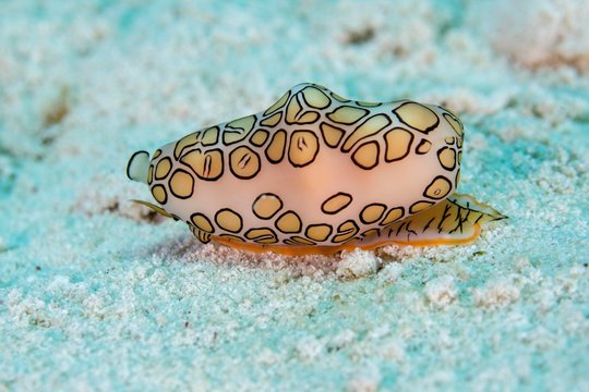Flamingo tongue snail