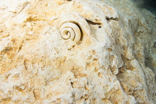 Fossils, fossil snail shell on limestone cliffs, Cenote Tajma Ha underwater cave, Playa del Carmen, Quintana Roo, Mexico, Central America