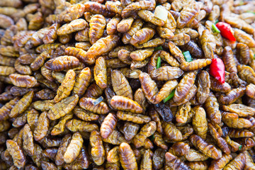 Edible Worms