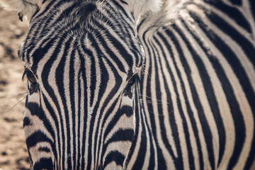 Fototapeta na wymiar closeup of a zebra head