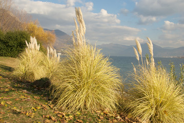 Ciuffi gialli in riva al lago