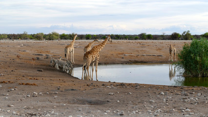Fototapeta na wymiar Tiere am Wasserloch Etosha National Park Namibia