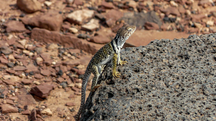 Lizard