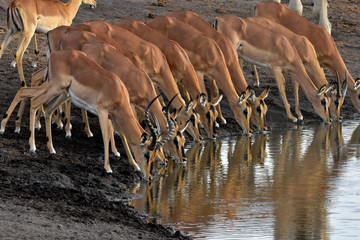 Impalas beim trinken im Etosha National Park Namibia